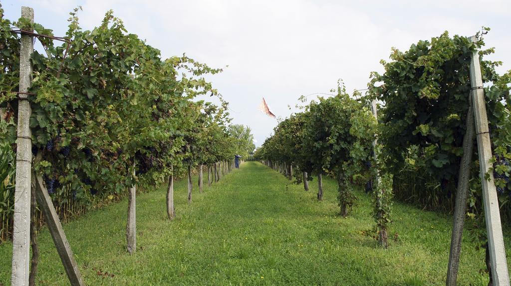 Agriturismo Da Gas San Giorgio in Bosco Kültér fotó