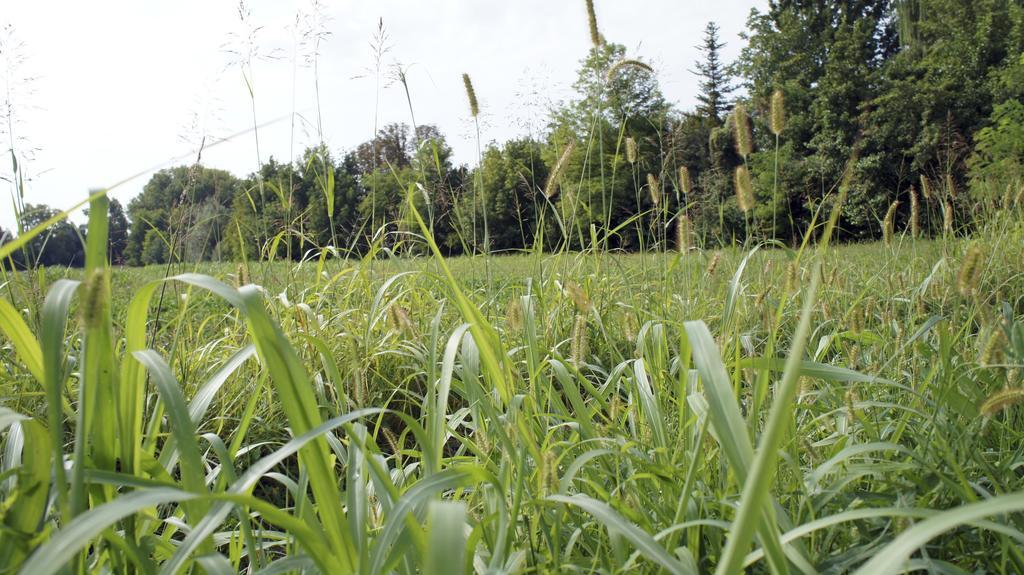 Agriturismo Da Gas San Giorgio in Bosco Kültér fotó
